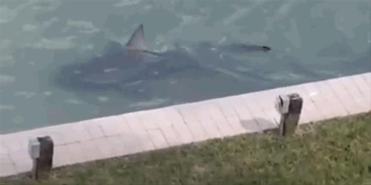 VIDEO Obrovský žralok pri pobrežných rezidenciách na Floride