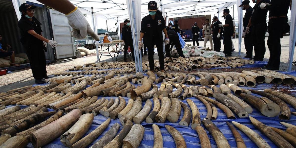V Thajsku zhabali rekordné množstvo slonoviny v hodnote takmer šesť miliónov eur