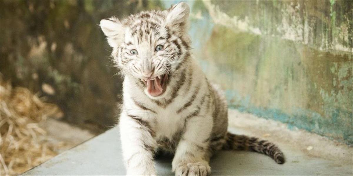 Tigrie mláďa v bratislavskej zoo dostalo meno Salim