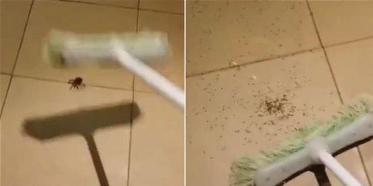 VIDEO Snaha o zabitie pavúka sa mu vypomstila