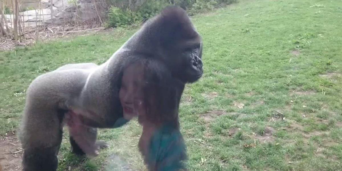 VIDEO Gorila v zoo zaútočila na dievčatko, ktoré sa bilo do hrude
