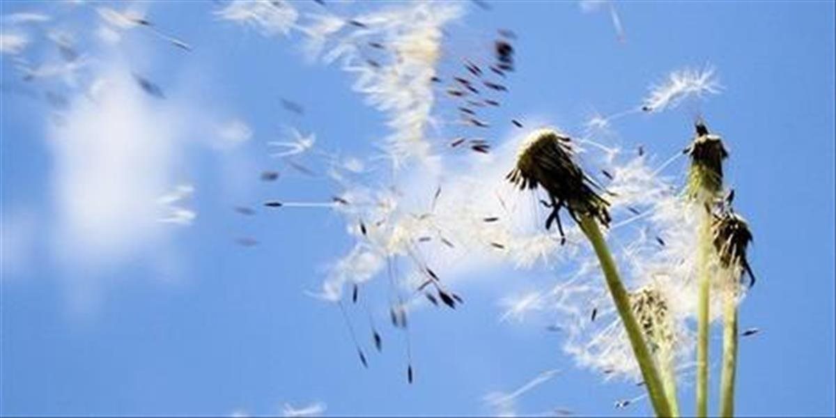 Zlé správy pre alergikov, okrem peľu drevín pribúda už aj peľ tráv