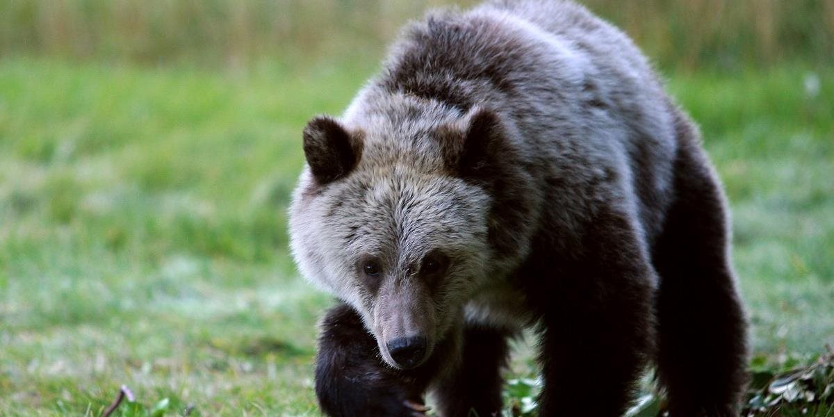 Bývalý boxer udrel medveďa, aby zachránil svoju čivavu