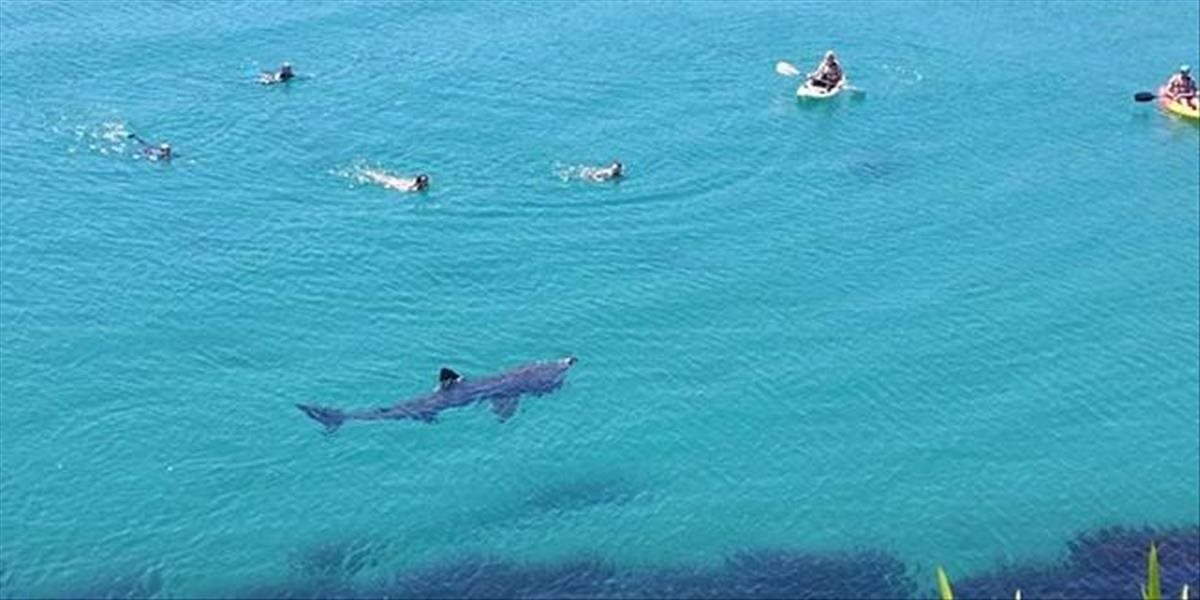 VIDEO V grófstve Cork sa medzi plavcami objavil žralok obrovský