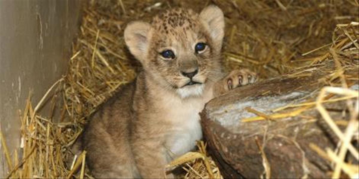 V bojnickej zoo sa narodilo ďalšie mláďa leva, po pôrode však uhynulo