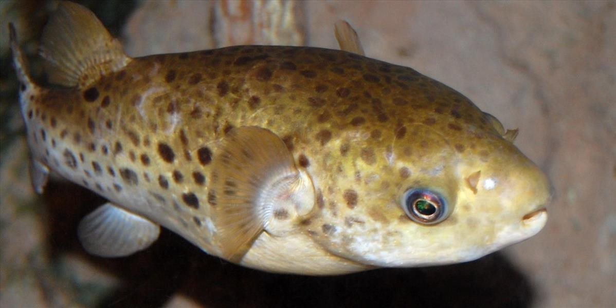Pri Dubrovníku chytili jednu z najjedovatejších rýb na svete