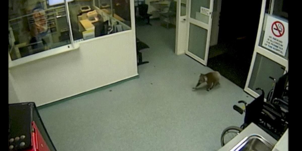 VIDEO V nemocnici zachytili naozaj nečakaného hosťa: Koala sa prechádzala po čakárni