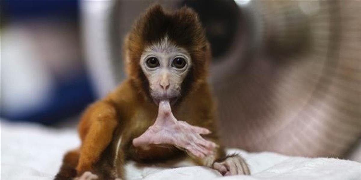 Japonská zoo sa kajá za pomenovanie opice Charlotte