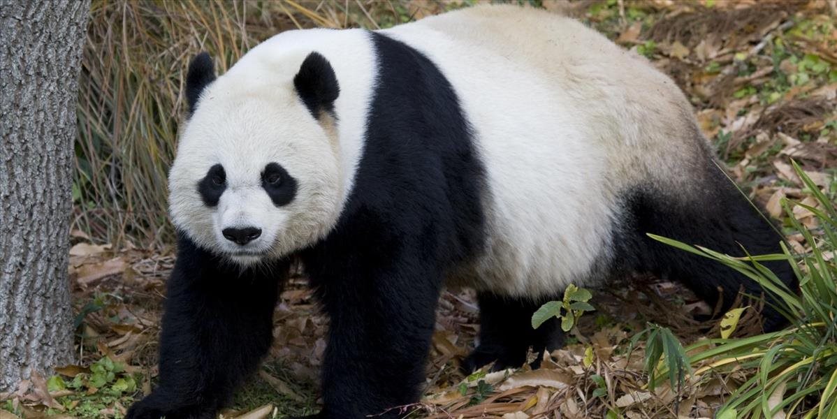 Polícia zatkla desať pytlliakov podozrivých zo zabitia samičky pandy veľkej
