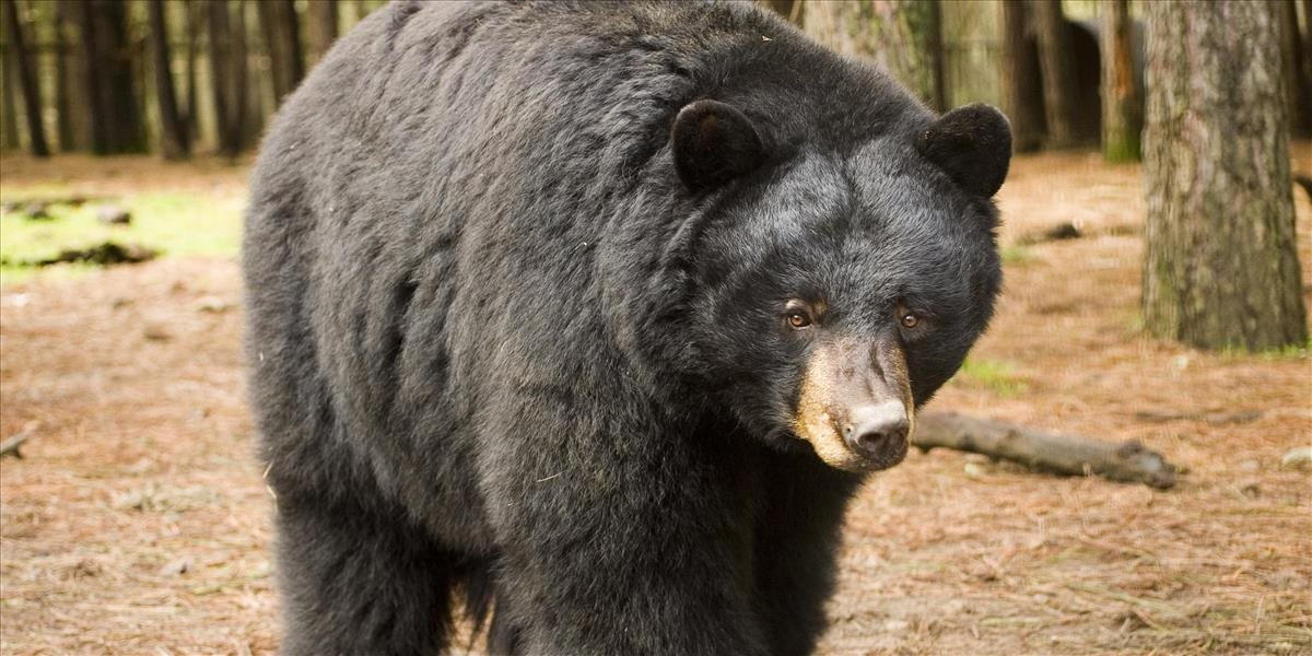 Ženu v lese napadol medveď: Zaživa ju pochoval v kope lístia