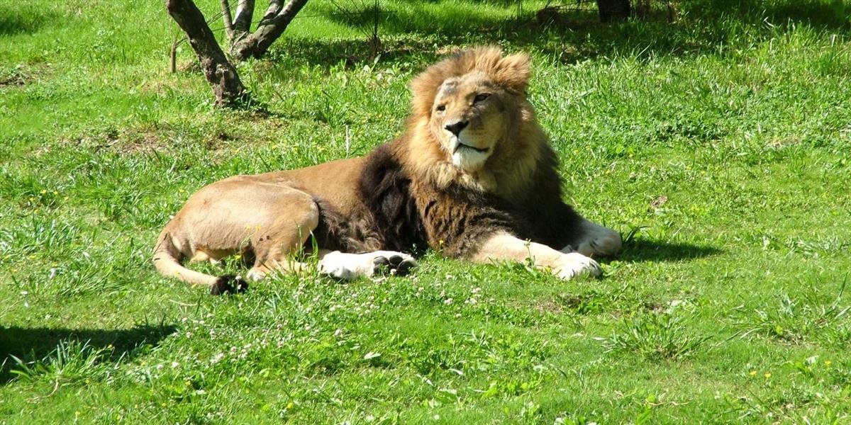 VIDEO Cirkusový lev sa dotýka trávy po 13 rokoch v klietke