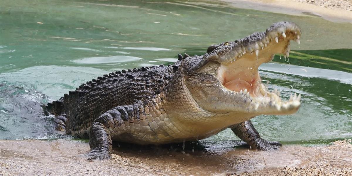 Košická ZOO je najlepšia v odchove krokodílov