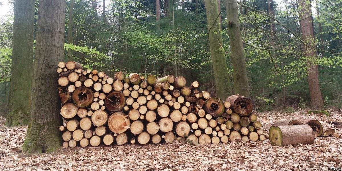 Za opakovanú krádež dreva z lesa hrozí Handlovčanovi dvojročné väzenie
