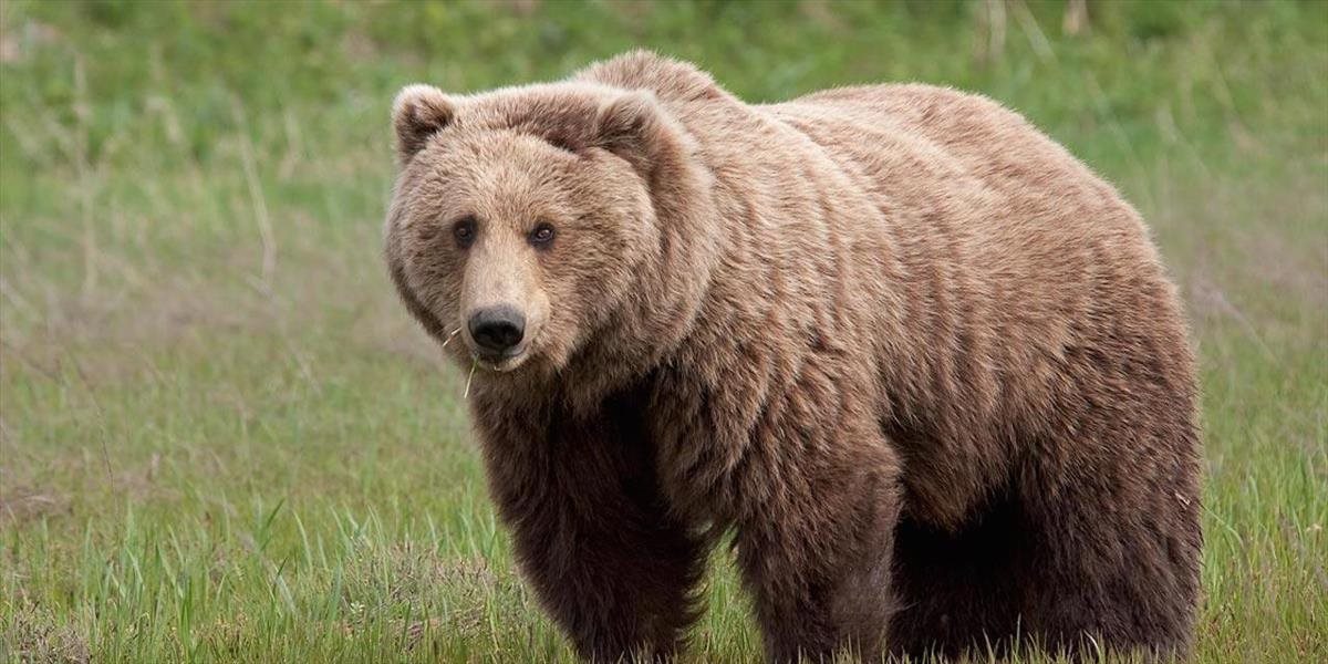 Tatranský medveď Iwo búra mýty, opäť prešiel hranice