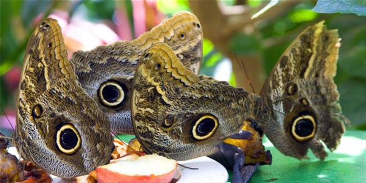 V Botanickej záhrade v Košiciach možno opäť obdivovať exotické motýle