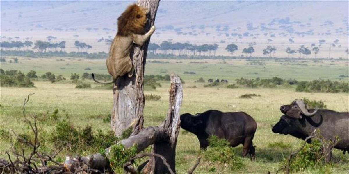 Unikátne FOTO: Lev nie je vždy kráľom džungle