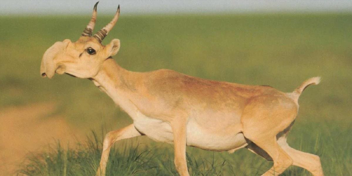 Masový úhyn 120-tisíc antilop je pre vedcov veľkou záhadou