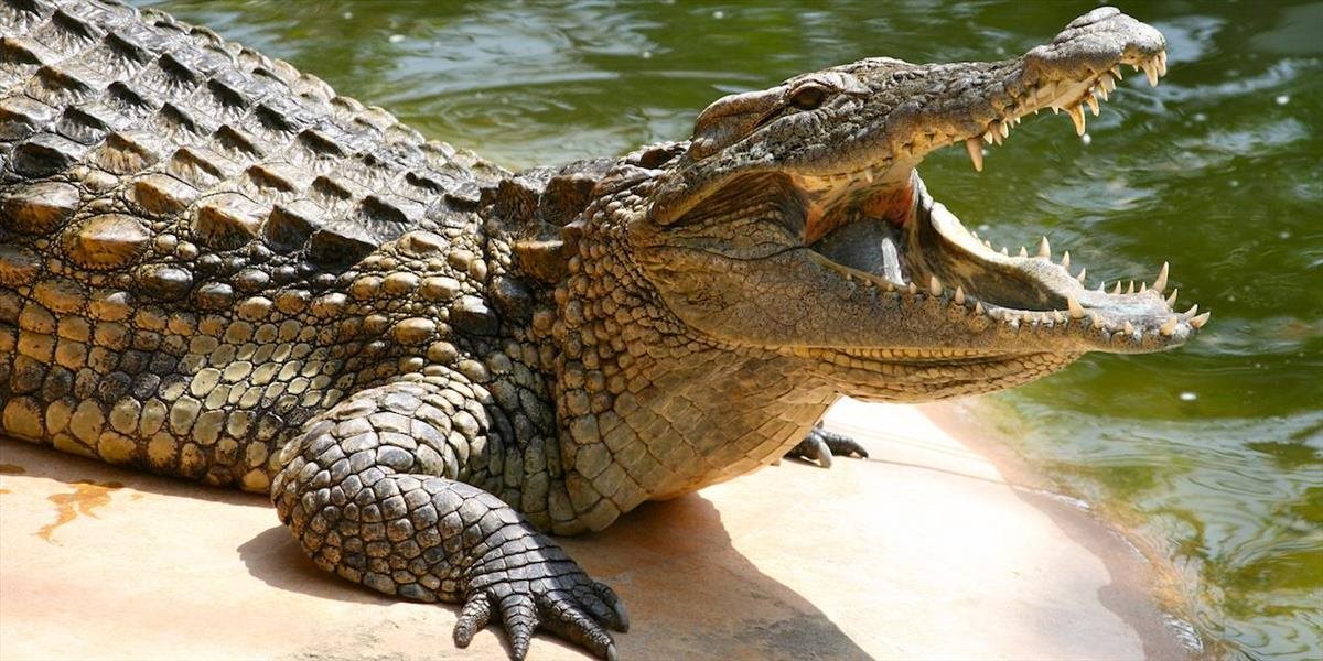 V bojnickej zoo pribudol vzácny druh krokodíla