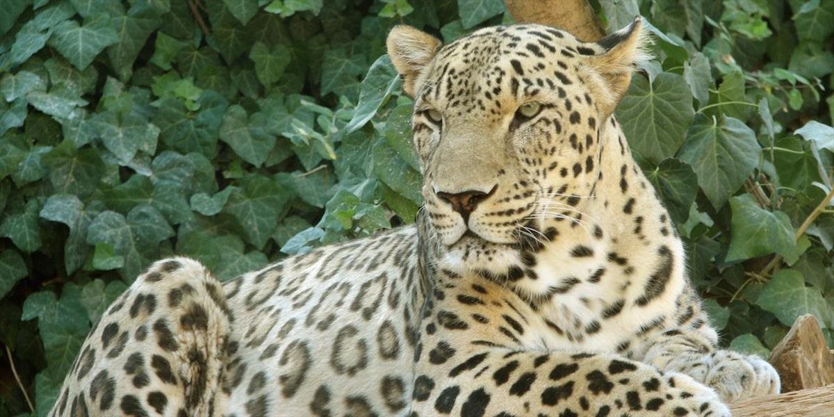 V bojnickej zoo pribudla samica leoparda perzského