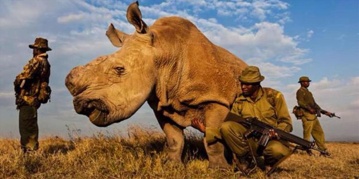 Zachránia 3D tlačiarne nosorožce pred vyhynutím?
