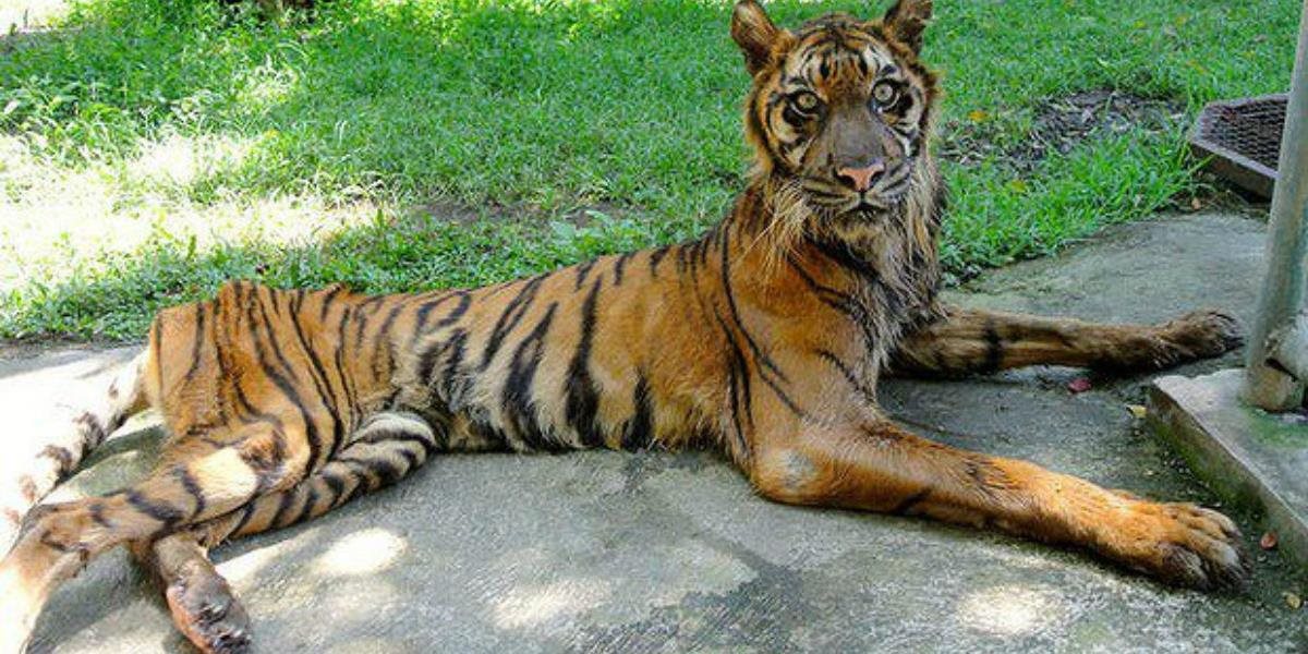 FOTO a VIDEO Zoo smrti v indonézskej Surabayi!