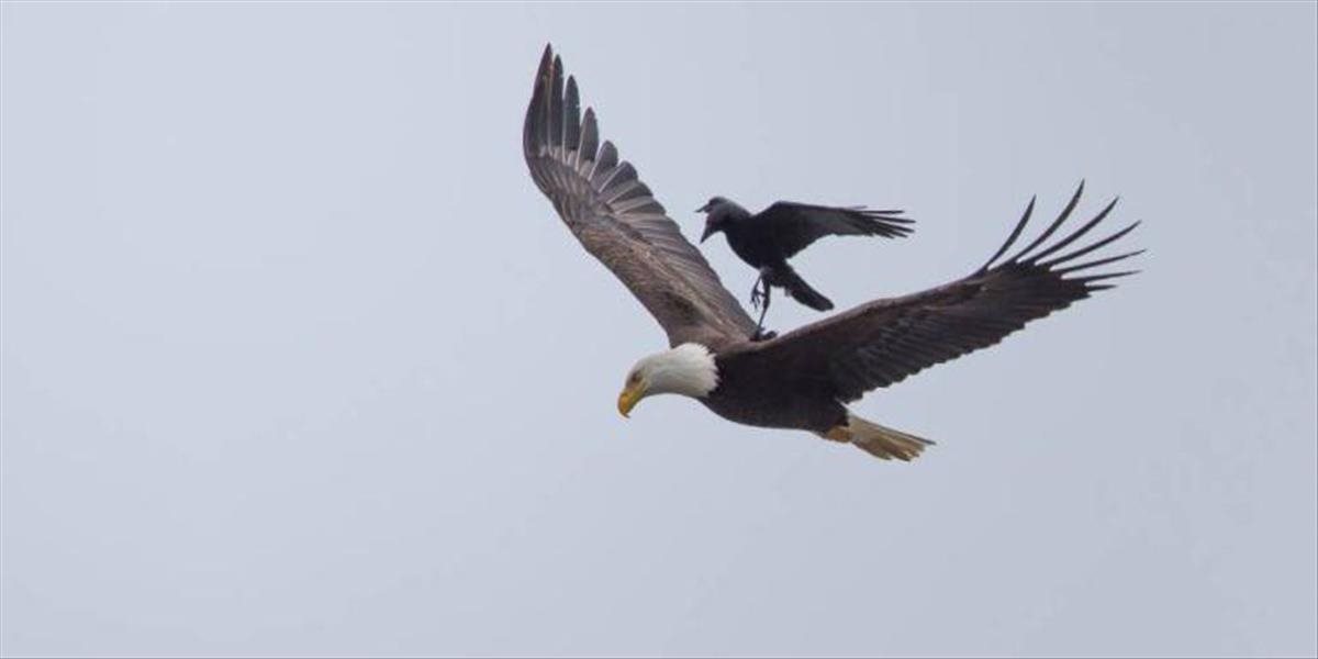 Ďalšie bizarná FOTO z prírody: Vrana sa povozila na orlovi