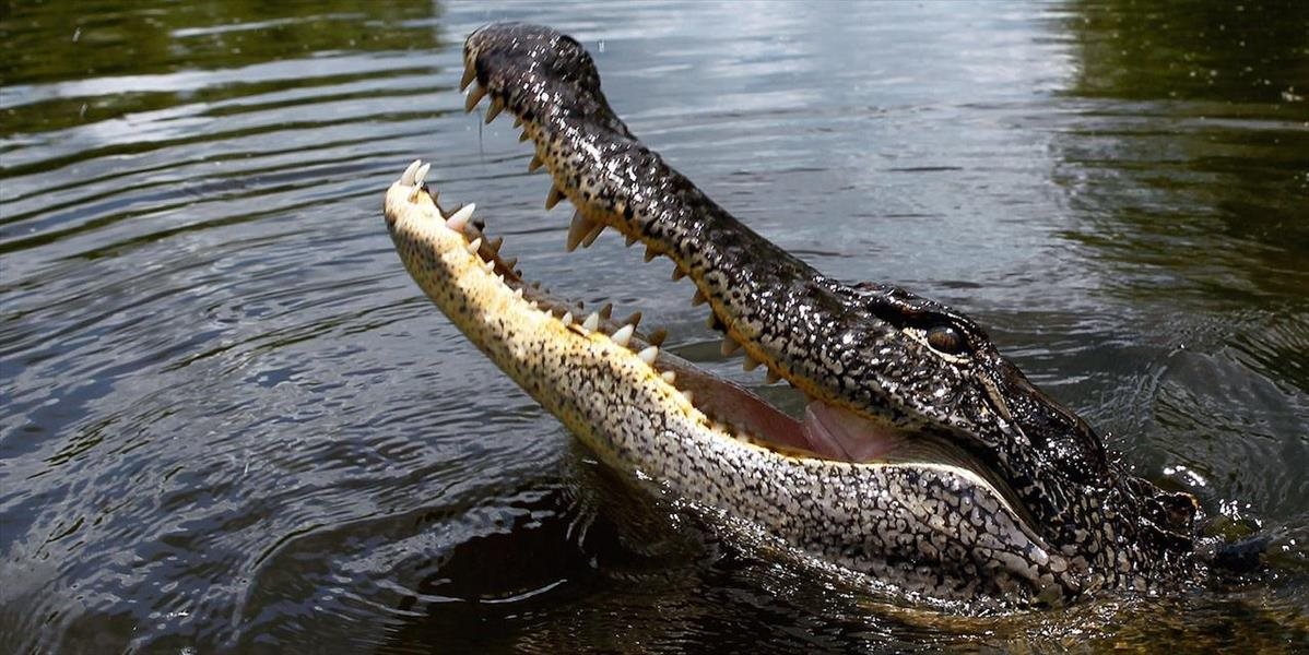 Tragédia v americkom Texase: Mladý plavec sa stal obeťou aligátora
