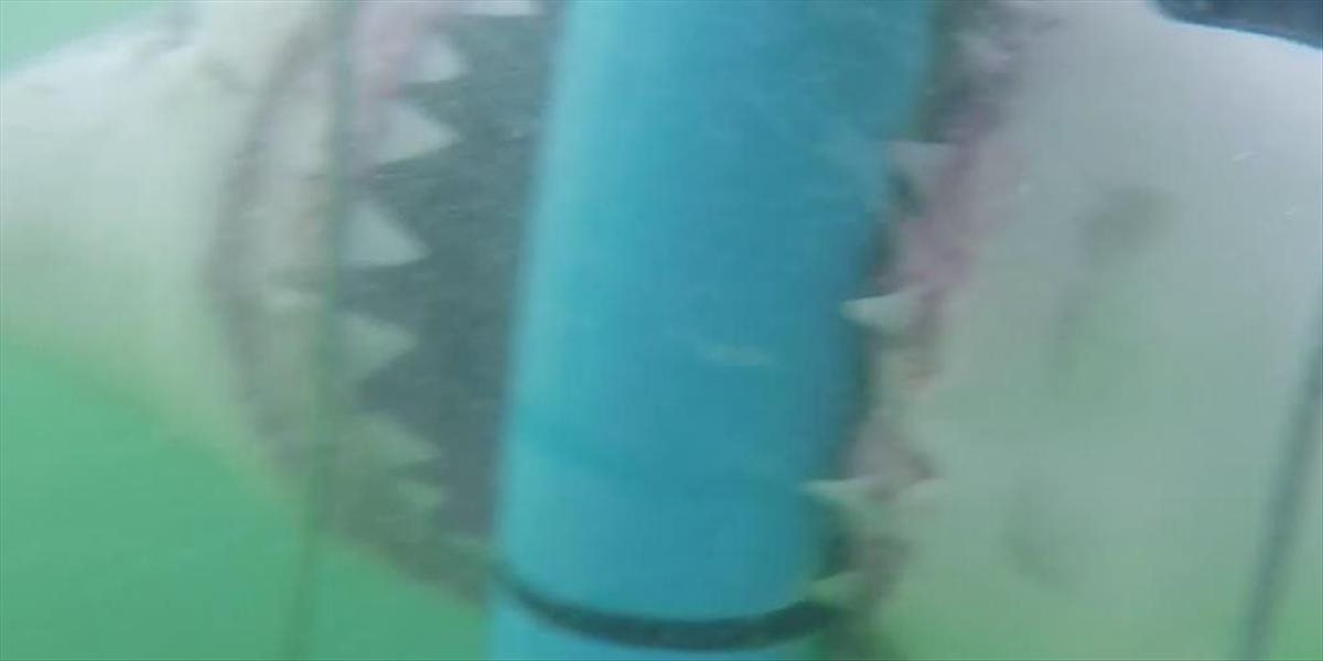 VIDEO V Južnej Afrike zaútočil veľký biely žralok na potápačov v klietke