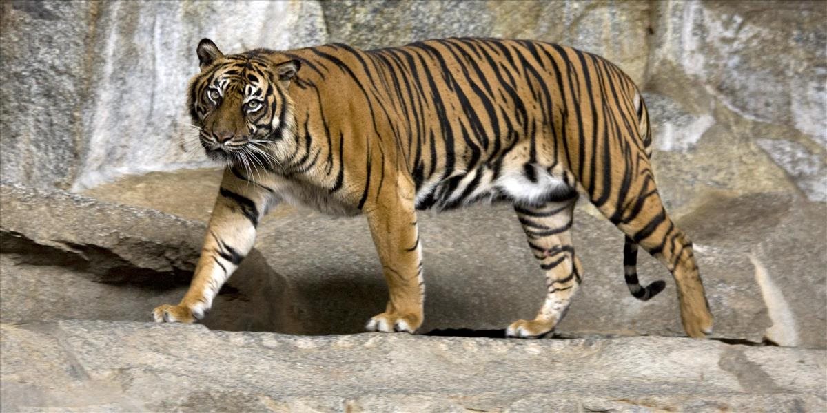 Tigra z tbiliskej zoo našli tri týždne po záplavách mŕtveho