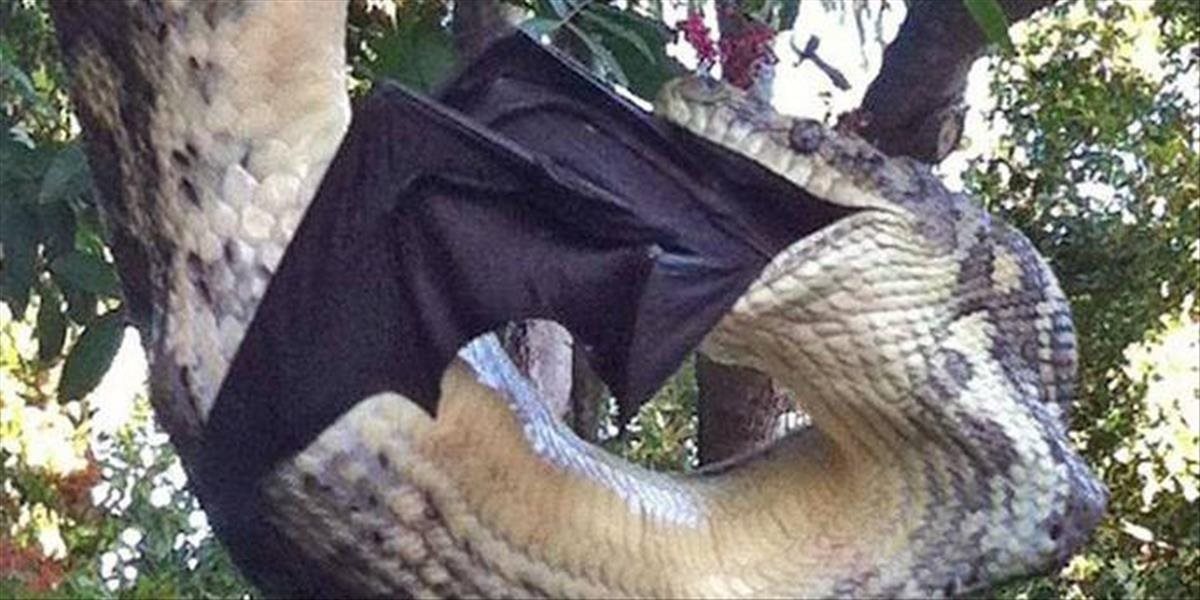 VIDEO Obrovský pytón si v záhrade pochutnáva na netopierovi