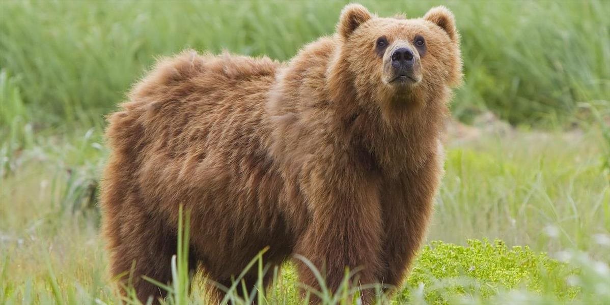 Pri Sečovciach sa objavil medveď, poľovníci varujú obyvateľov