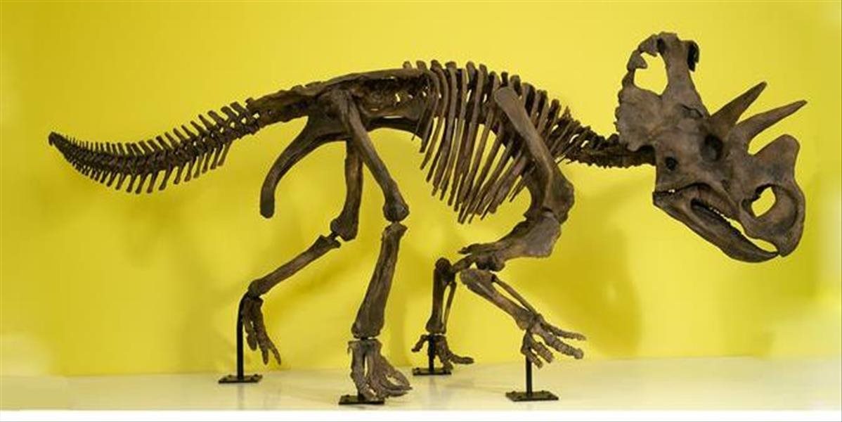V Kanade popísali nový druh rohatého dinosaura