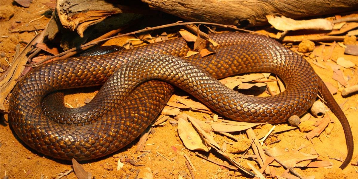 Počas zbierania lesných plodov uhryzol had v Demänovskej doline 30-ročného muža