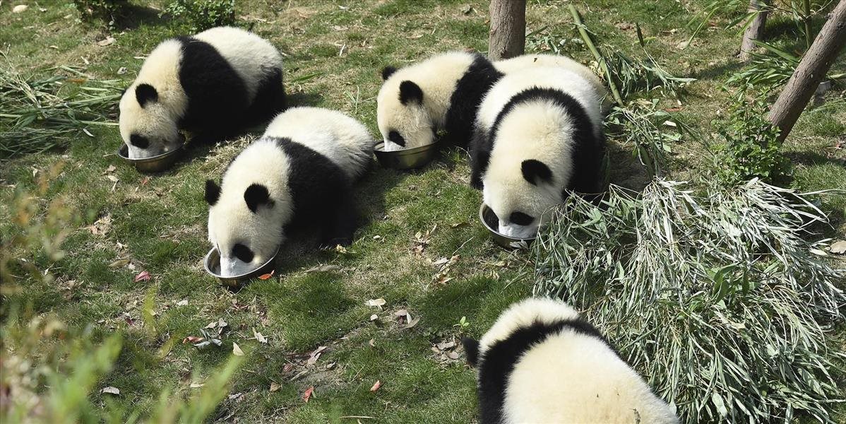 Pandy prežívajú na bambusovej strave vďaka šetreniu energie