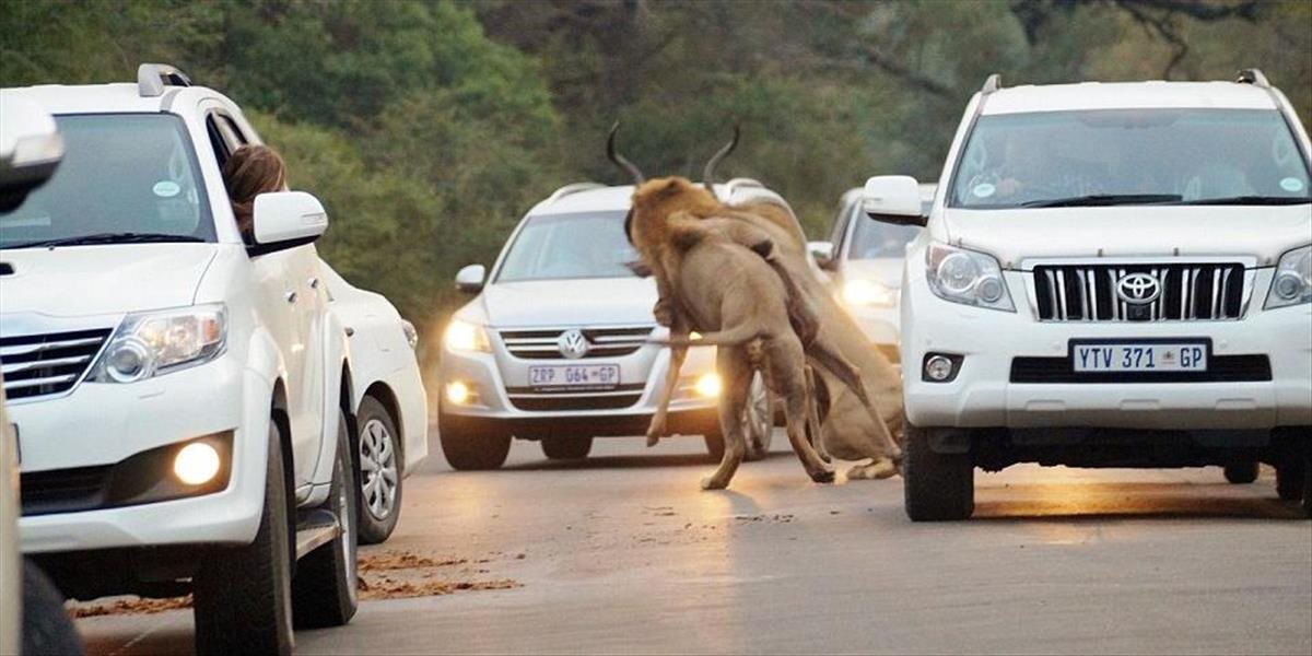 FOTO Krvavá dráma priamo na ceste: Levy zabili antilopu medzi autami