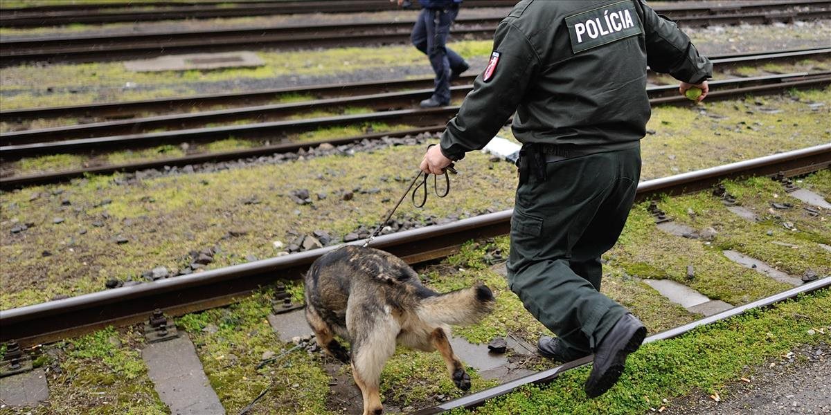 Psy žilinských colníkov odhalili za 1. polrok množstvo nelegálnych tovarov