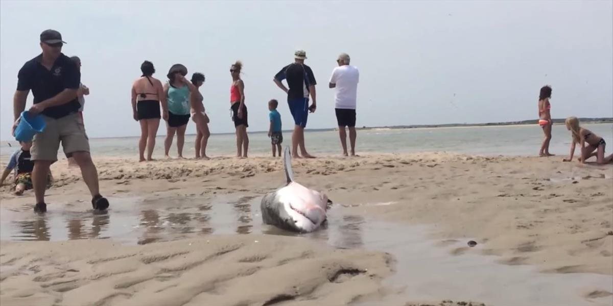 VIDEO Žralok biely uviazol na pláži, zachránili ho kúpajúci sa ľudia