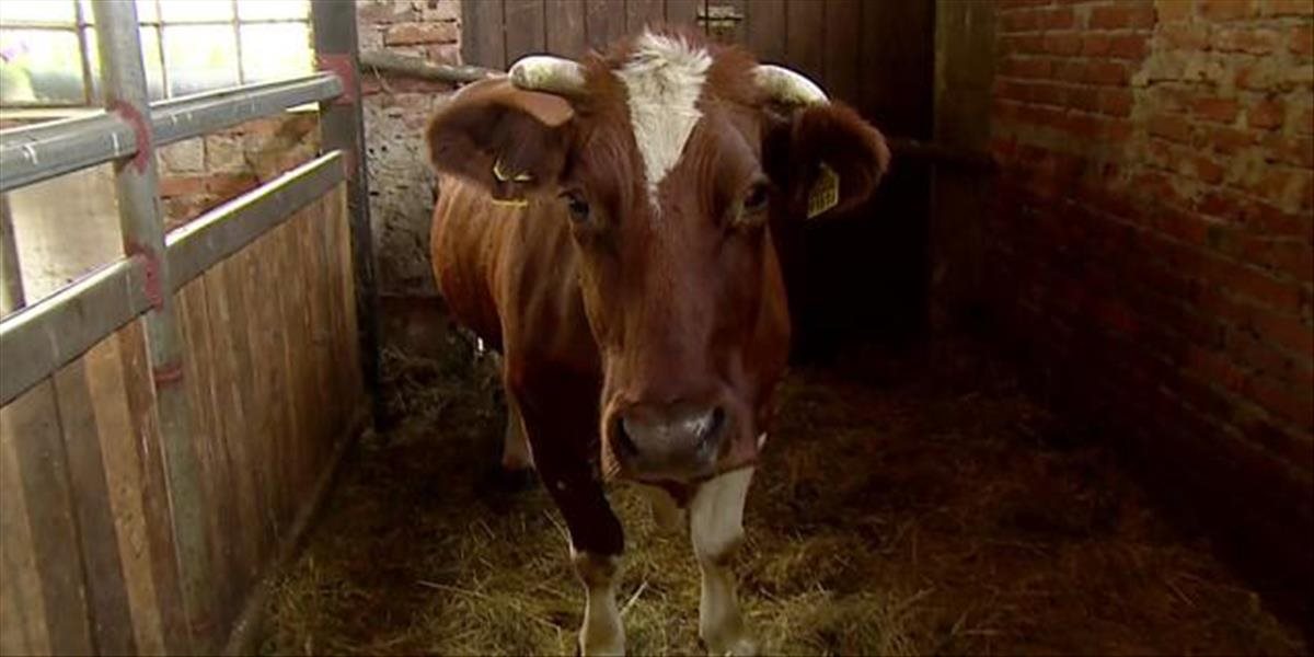Krava bola v Poľsku dva roky na úteku, majiteľ ju nakoniec chytil