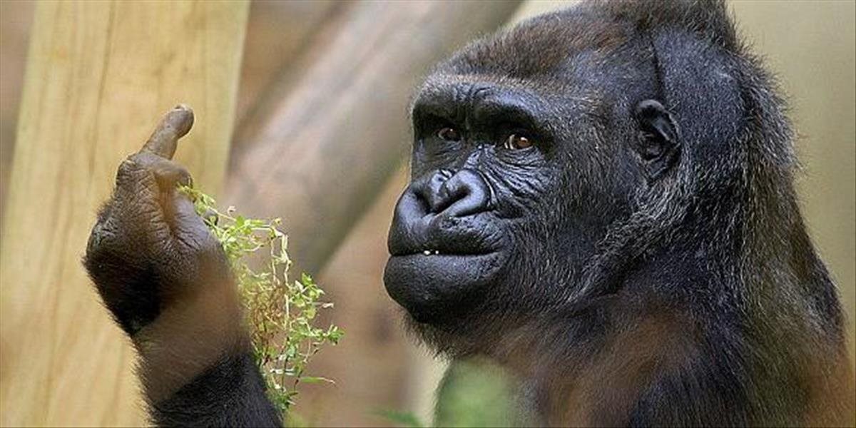 FOTO Nevrlá gorila dokonale ovláda ľudské gestá