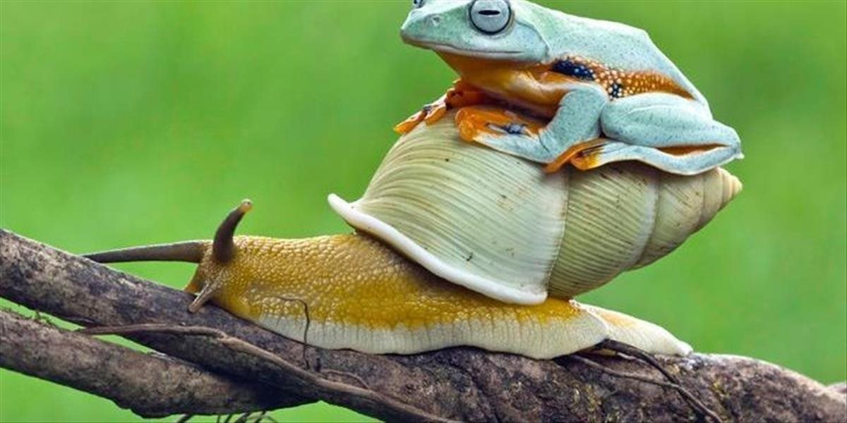 FOTO Najlenivejšia žaba na svete: Nechala sa zviezť slimákom