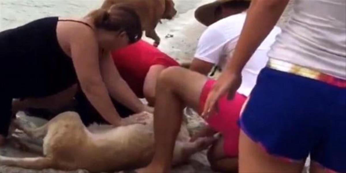 VIDEO Úžasný moment: Muž zachránil psa dýchaním z úst do úst