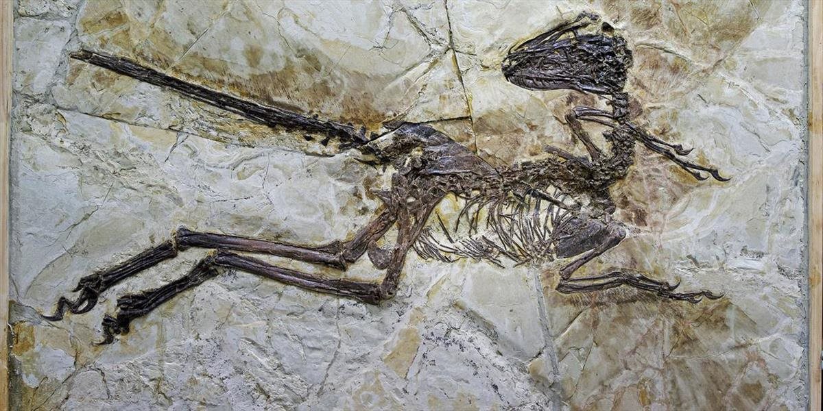 V Číne popísali nový druh opereného dinosaura, podobá sa na moriaka