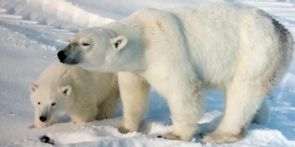 Vedci z USA zistili, že medvede biele sa nedokážu adaptovať na letný nedostatok potravy