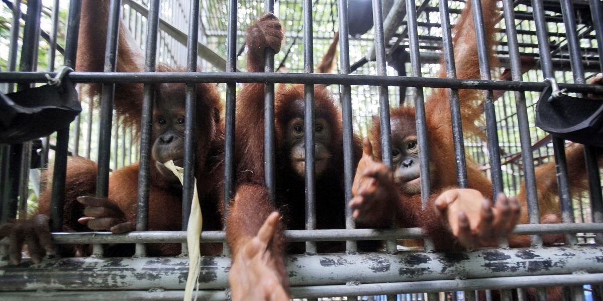 Taliansko sužuje vlna horúčav, orangutany v rímskej zoo dostávajú nanuky
