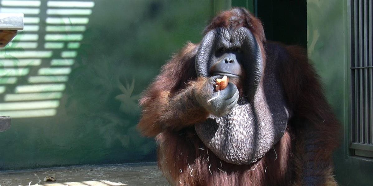 Orangutany z bojnickej zoo dostávajú počas horúčav aj džús a čaj