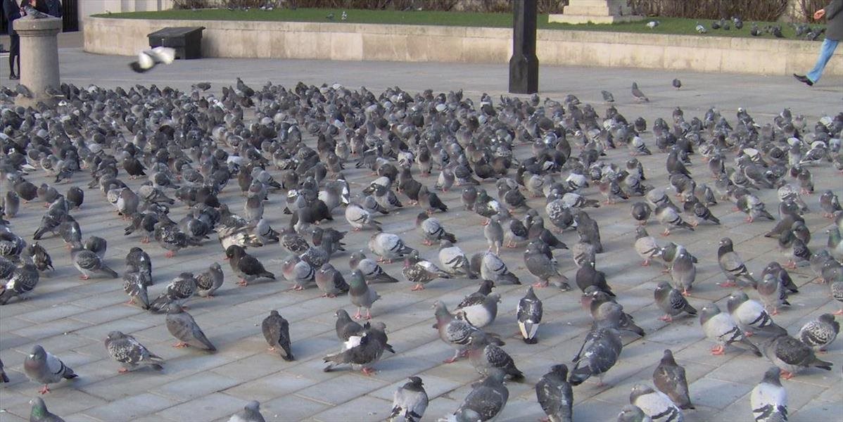 Muž strieľal na námestí v Banskej Bystrici na holuby, ktoré sa bili na zemi