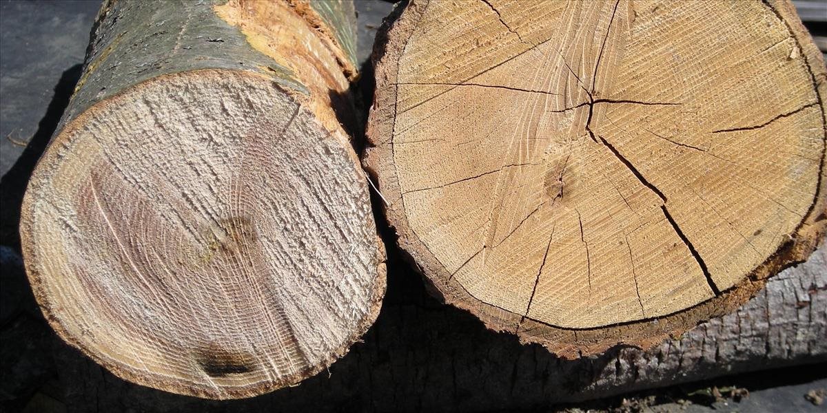 Vývoz dreva zo Slovenska sa vlani zvýšil o vyše deväť percent
