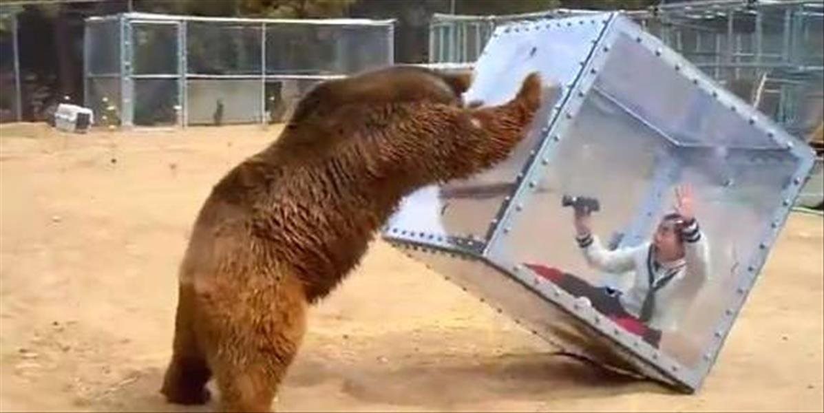 VIDEO Bláznivá japonská show: Človek v priehľadnej kocke a vonku je nahnevaný medveď