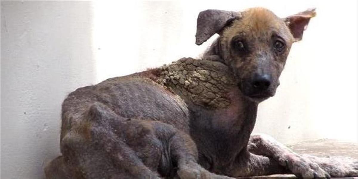 FOTO a VIDEO Tento psík sa po rokoch utrpenia vďaka dobrým ľuďom zmenil na nepoznanie