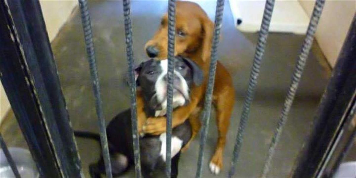 Srdcervúce FOTO dvoch psíkov, ktorí sa objímajú pred tým ako ich majú utratiť, im zachránila život